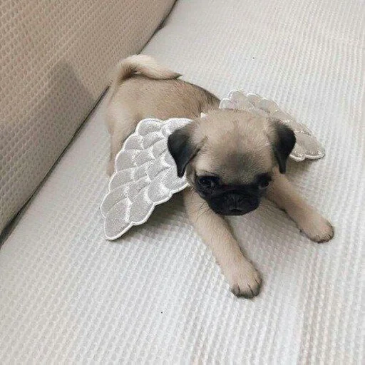 pug gene, pug puppy, pug angel, pug breed, pug dog