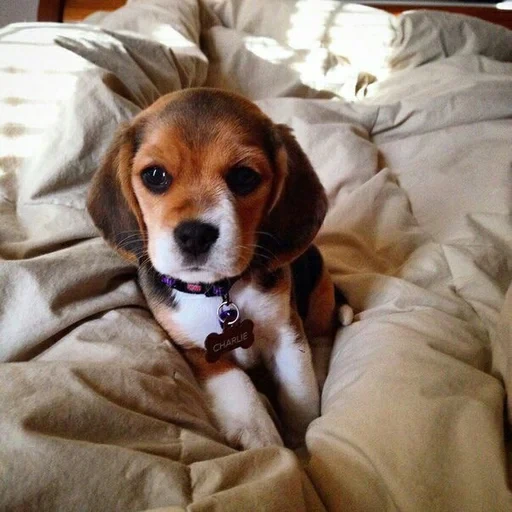 beagle, beagle, beagle, beagle, beagle