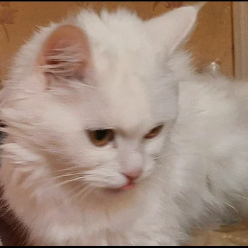 kucing, kucing, kucing halus, anak kucing yang lembut, kucing berbulu putih
