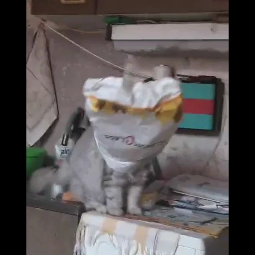 gato, gato, humor de gatos, el gato es divertido, gatos graciosos