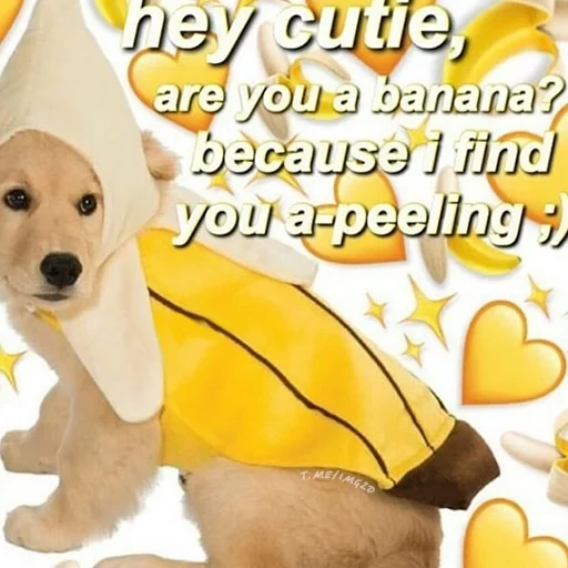 dog, песик, собака желтая, собака костюме банана, банана догс одежда собак
