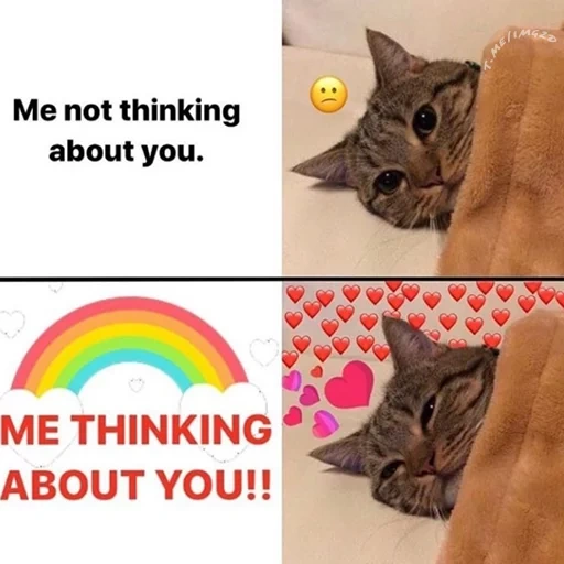 котик, кот кот, мем кошка, мемы котами, wholesome мемы