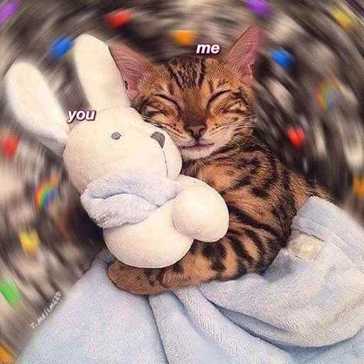 кот, котик, кошка, котик спит игрушкой, кот обнимает игрушку