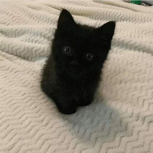 черный кот, черный котик, черный котенок, черный пушистый котенок, маленький черный котенок