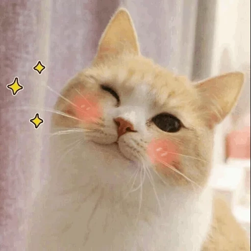 кот, милые котики, милый котик мем, кот розовыми щеками, котик розовыми щечками