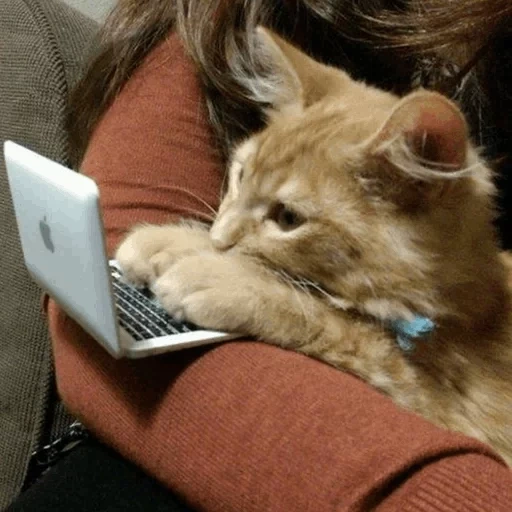 кот, кот за ноутом, кот за компьютером, котик за ноутбуком, котик наслаждается ноутбуком