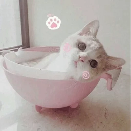 кот, кошка, белая кошка, котик ванной, белый кот ванной