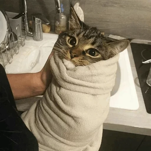 кот, кошка, кот шаурма, кот полотенце, котики смешные