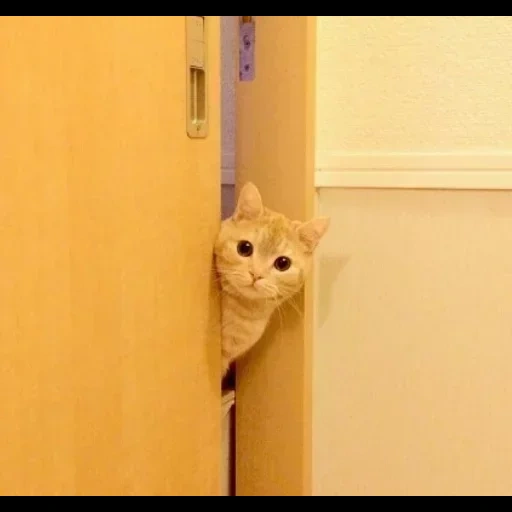 кот, котики, животные милые, смешные животные, кот заглядывает дверь мем