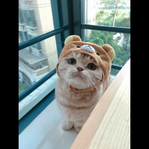 cute cat, cute cats, lovely cats 2020, a cute cat hat, cute cats are funny