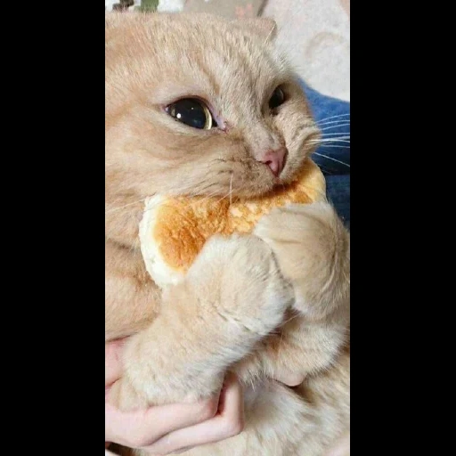 funny kitten, funny cats, the cat is a pancake, the cat eats a roll, charming kittens