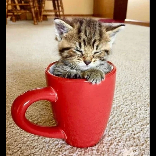 кот, кошка, кот чашке, котенок чашке, котенок кружке