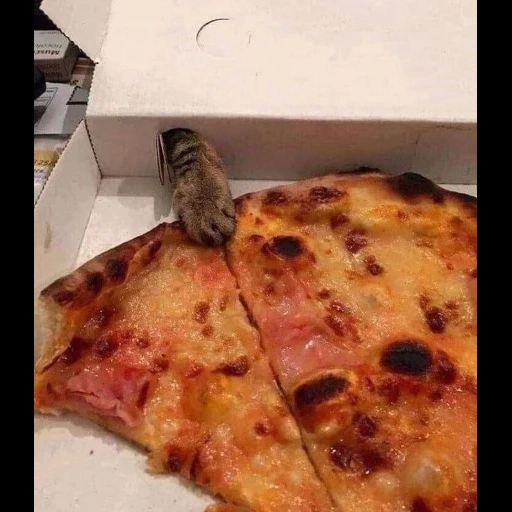 pizza, gato de pizza, broma de pizza, pizza sin queso, chicas nobles