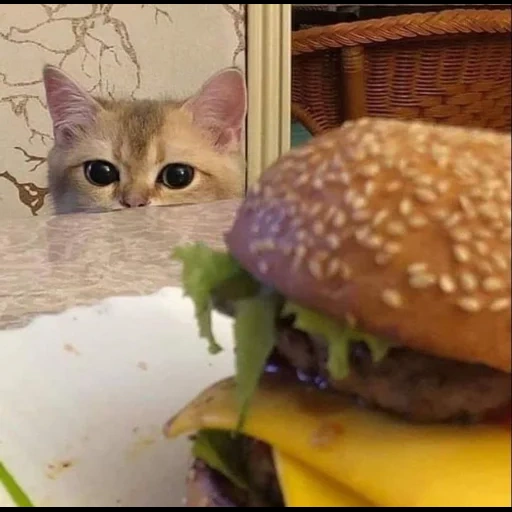 cat, cat burger, cat animal, a cat with a plate meme, i can has cheezburger