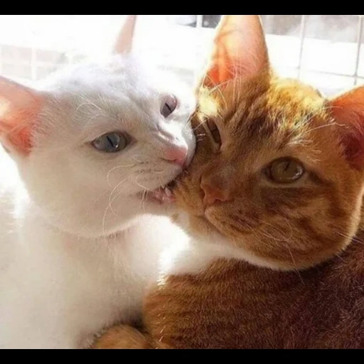 gato, beije kota, gatos de animais, gatos de animais, animais engraçados