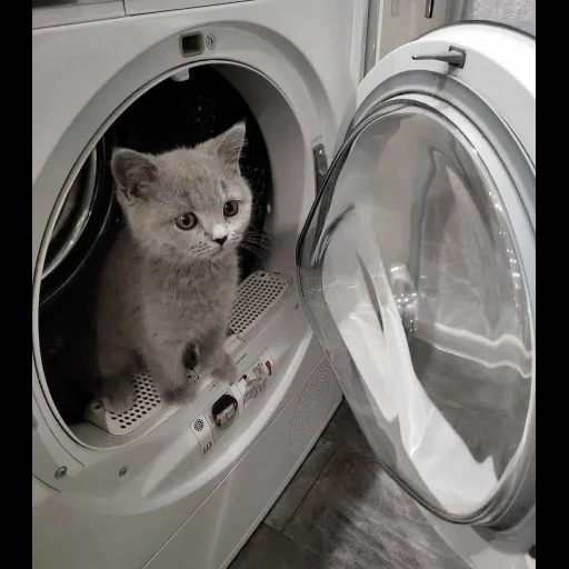 lavando, animais, lavagem de gatos, animal de gato, a máquina de lavar gatos