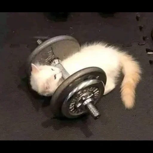 gatto, gatto divertente, cat of dumbbells, generatore di meme, animali divertenti