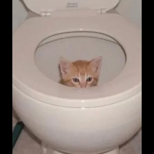 chat, toilettes pour chatons, chats drôles, toilettes de chaton, les animaux sont drôles