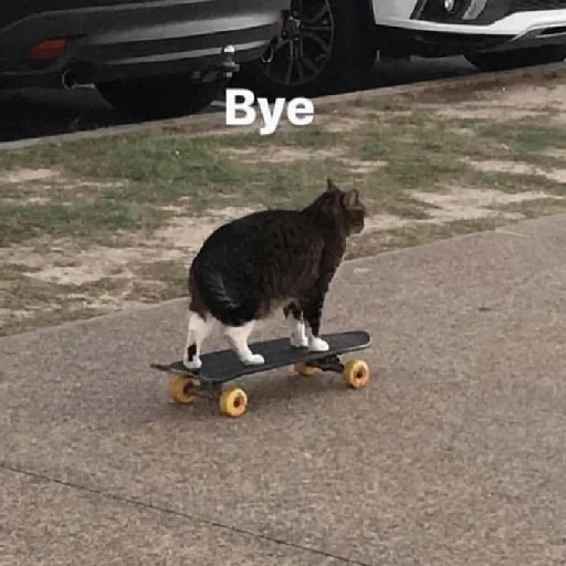 chat, patiner, asseyez-vous, sur une planche à roulettes, chat swate au revoir