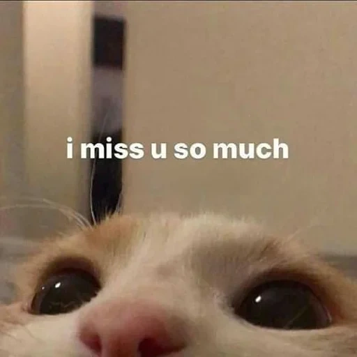 mem cat, the cat is dear, memic cute cat, crying cat meme, i miss the cute picchi