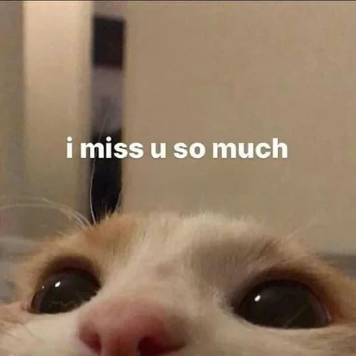 mem cat, el gato es querido, memic lindo gato, meme de gato llorando, extraño el lindo picchi