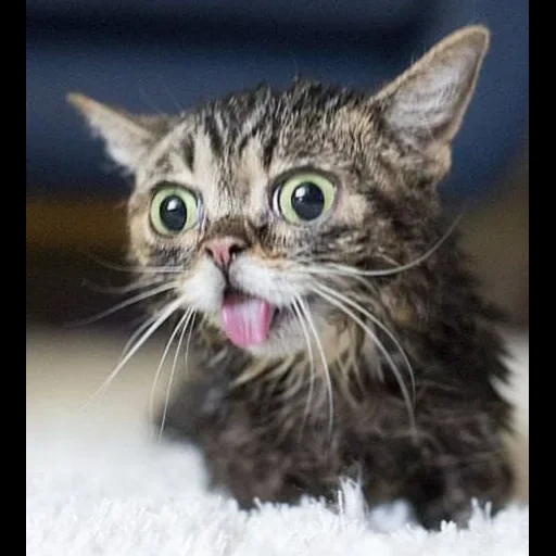 cat, funny cats, lil bub cat, the animals are cute, funny cats