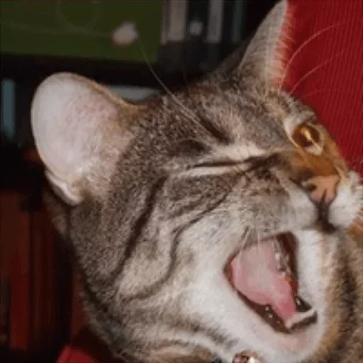 the cat is sneezing, yawning cat, laughing cat, yarking cat, winking cat