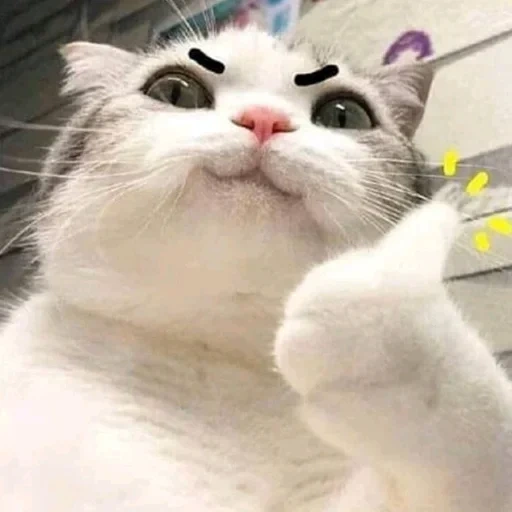 gato, meme de gato, memes de gatos, mem cat, um gato memêmico