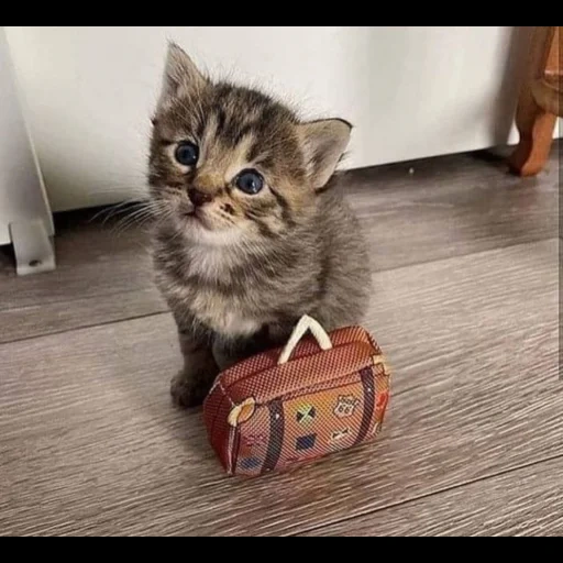 gatti, gatti, gatto gattino, i gatti carini sono divertenti, gattini affascinanti