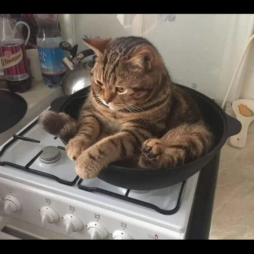 кот, котик, кот смешной, кот сковороде, кот сковородке