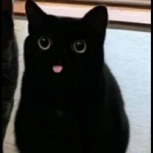 der kater, katzen, schwarzer kater, lieblingskatze, memes mit einer schwarzen katze