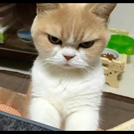 cat, angry cat, gloomy cat, dissatisfied cat, a displeased cat