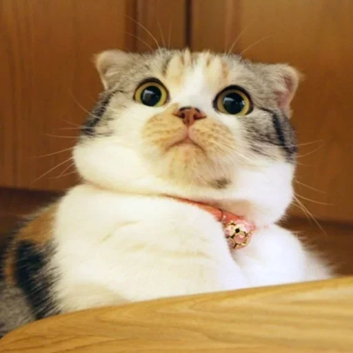 cat, cat shock, kot shoka, a surprised cat, surprised cat meme