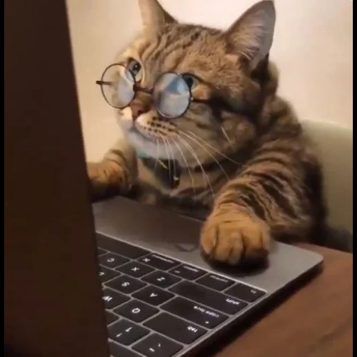 hecker cat, кот смешной, кот бухгалтер, кот прикольный, кот за компьютером