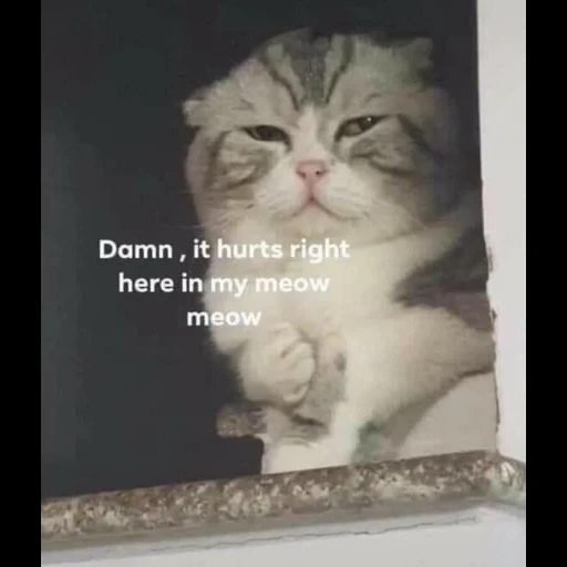 gato, animales divertidos, meme de gato satisfecho, los lindos gatos son divertidos, me lastimas mi ronroneo