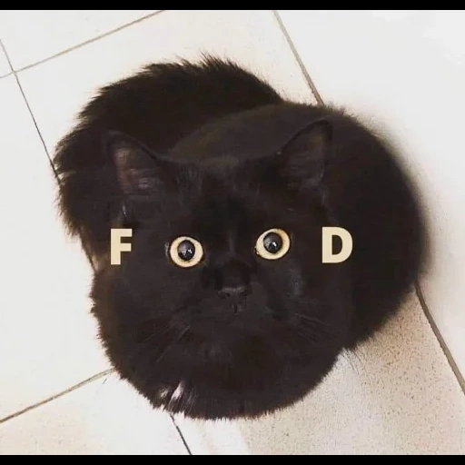 der kater, katze, schwarzer kater, hausgemachte katze, black cat fluffy meme