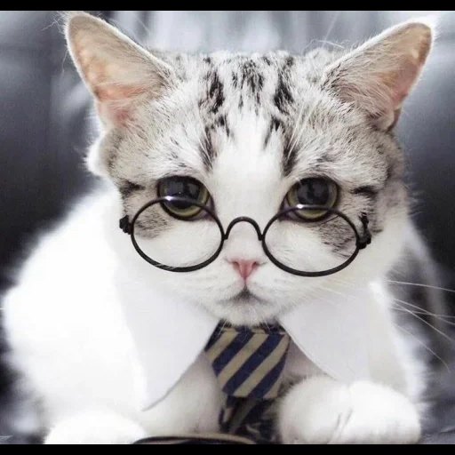 няшный кот, няшные котики, крутые белые коты очках