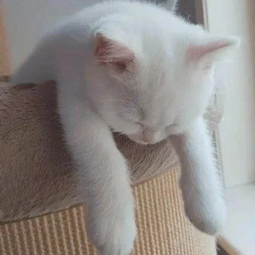 кот, белый кот, усталый кот, белая кошка, котенок белый