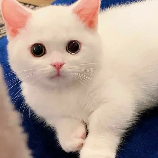кот, белая кошка, котенок белый, животные милые, шотландская прямоухая кошка белая