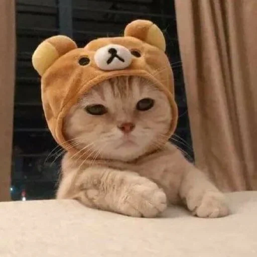 кот, котик, cute cat, милые котики, милый котик мем
