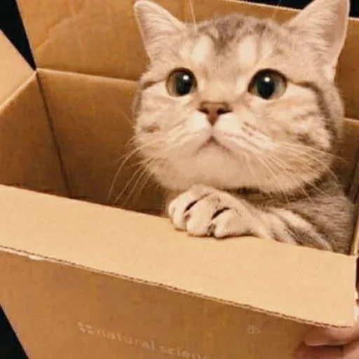 кот, котик, кот коробке, кошка коробке, котик коробке