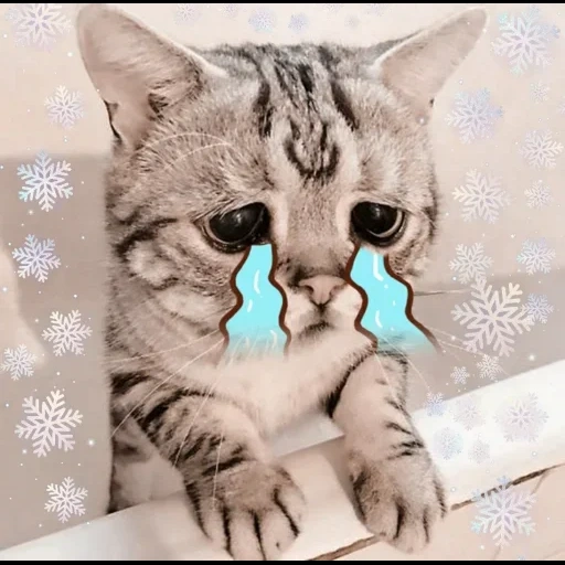 грустный кот, печальный кот, грустный котик, грустный котенок, кот грустными глазами