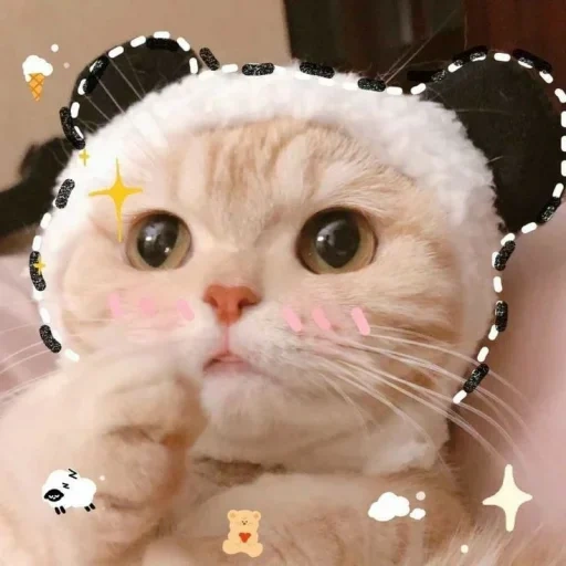 кот, милые котики, sally weibo котик, милые котики смешные, очаровательные котята
