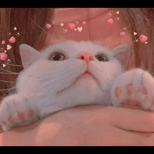 милые котики, животные милые, милый котик мем, очаровательные котята, фотографии милых котиков