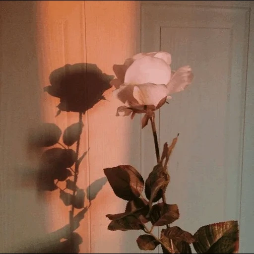 estetica del dolore, estetica rosa, tumblr aesthetic, estetica delle ombre, estetica rosa marrone