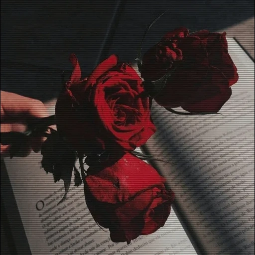 flores, rose rojo, la estética es hermosa, estética, estética del arte