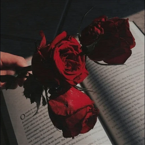 fleurs, rose rouge, l'esthétique est magnifique, esthétique esthétique, l'art de l'esthétique