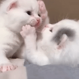 gatti carini, gli animali sono carini, piccoli gattini, due adorabili gatti bianchi, gattini affascinanti
