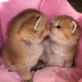 cute cats, cute kittens, two cute cats, kissing kittens, the kittens are cute twins
