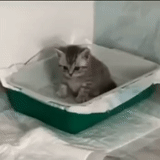 kucing, kucing, kucing, baki kittee, toilet kucing